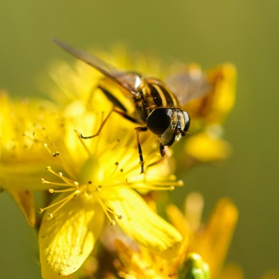 цветок пчела макро