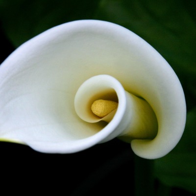 цветок белый лилия пестик