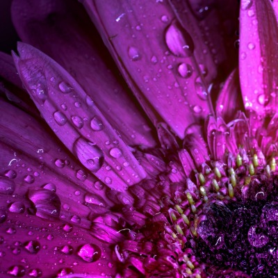 лепестки капли цветок фиолетовый