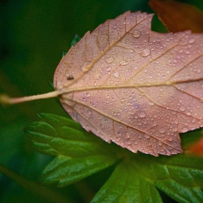 лист капли осень
