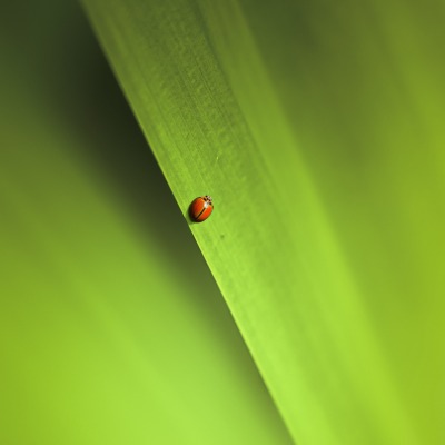 зеленый лист макро