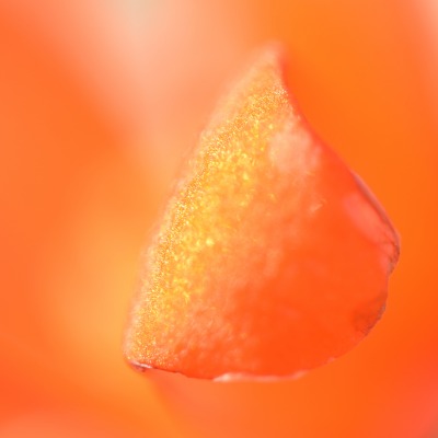 лепесток макро размытость оранжевый