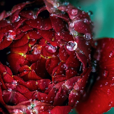 бутон цветок бордовый капли макро