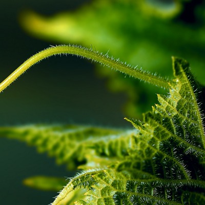 растение лист зеленый макро