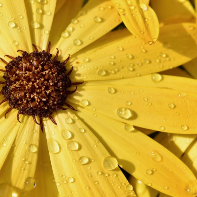 цветок желтый макро капли