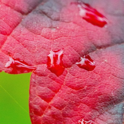 лист капли макро красный