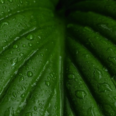 листок зеленый капли макро