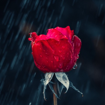 роза капли дождь