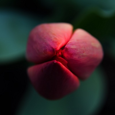 тюльпан бутон цветок макро