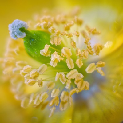 цветок пестик макро капли