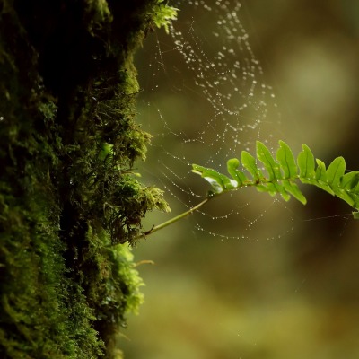 мох дерево растение ветка паутина макро