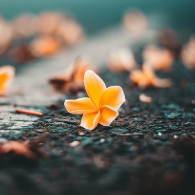 цветок на земле макро желтый