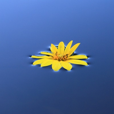 вода цветок желтый на воде