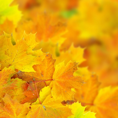 кленовый листья осень макро