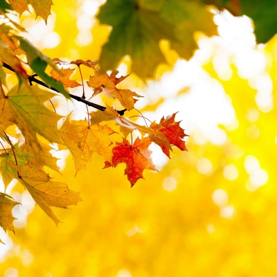 кленовые листья дерево осень солнце