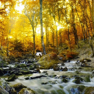 речка осень лес лучи