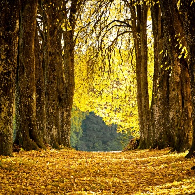 лес,осень,листопад