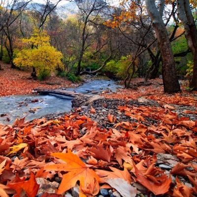 Осенние листья у реки в лесу
