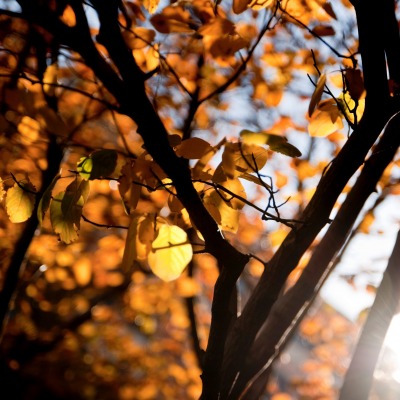 деревья листья небо солнце