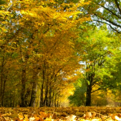 лес осень листья на земле