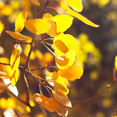 ветка осень листья желтые