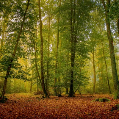 лес зелень осень листья полянка