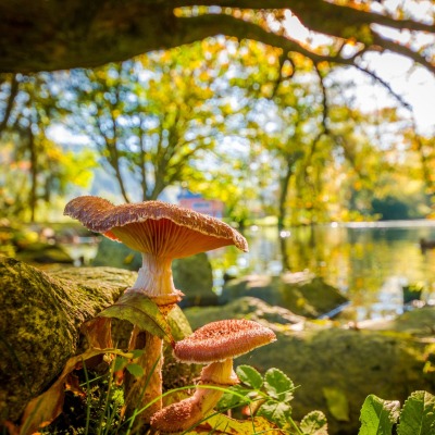 осень грибы водоем деревья