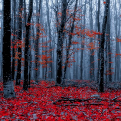 лес осень красные листья