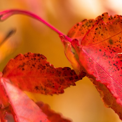 лист осень красный листок крупный план
