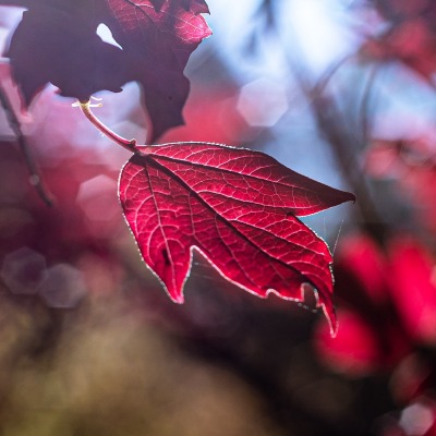 лист осенний красный бордовый