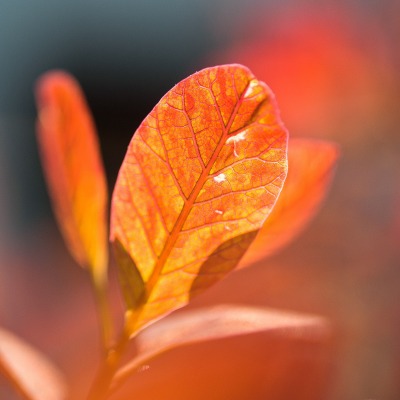листок красный осень макро
