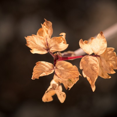 листья макро осень
