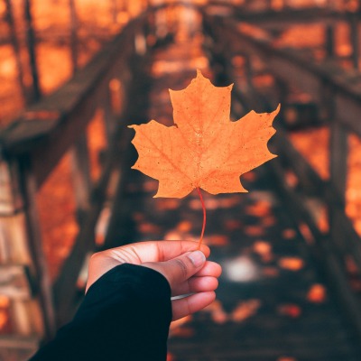 кленовый лист осень мост рука
