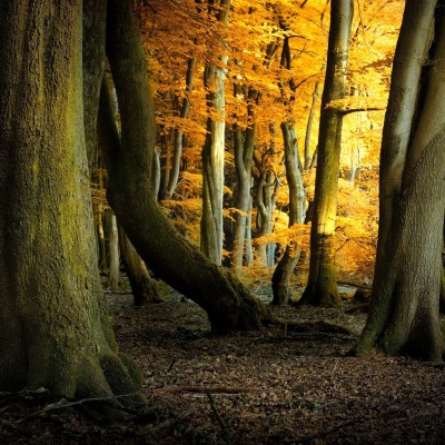 лес мрак осень деревья