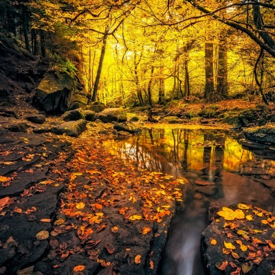 лес камни ручей речка осень