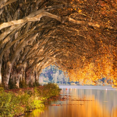 осень озеро деревья