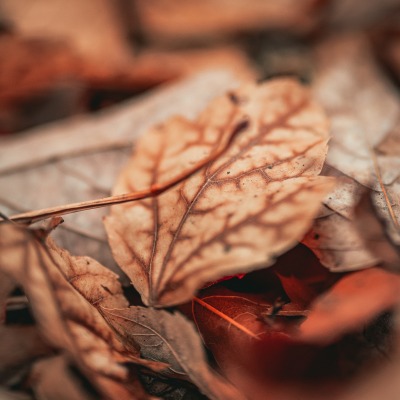 осенние листья осень засуха