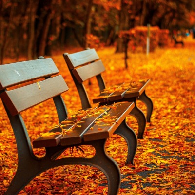 осень листва парк скамейка