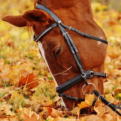 лошадь листва осень