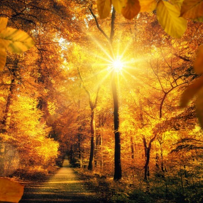 парк осень лучи тропа деревья золотая