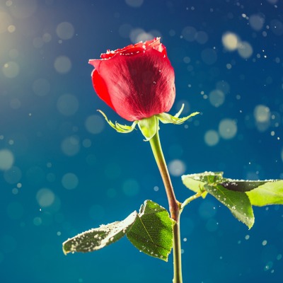 роза частицы валентинов день