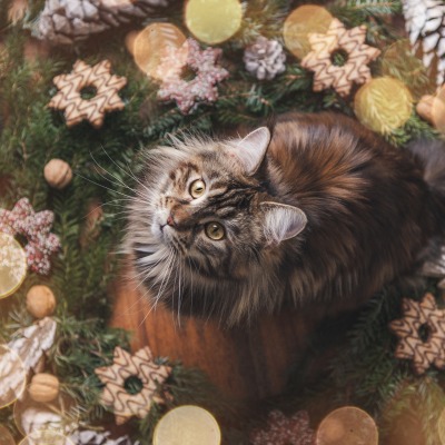 кошка рождество украшение ель печенье