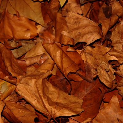 Засохшие листья