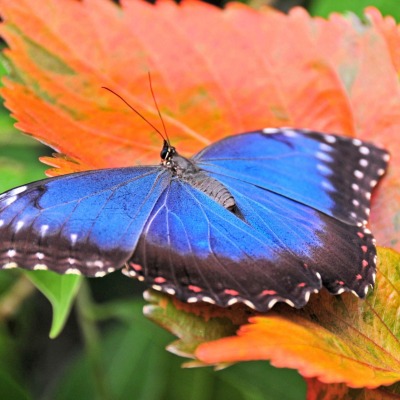 Синяя бабочка на листке