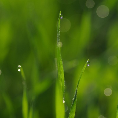 Капли росы на травинках