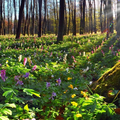 Под кронами деревьев