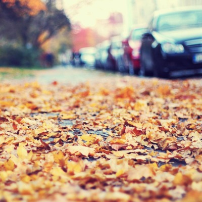 Опавшие на тротуар листья