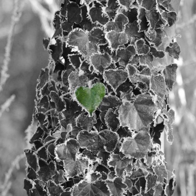 Одинокий листок в виде сердца