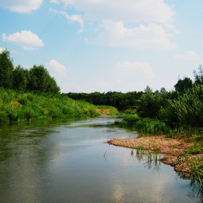 Речка с зарослями