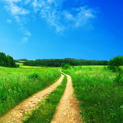 Дорога через зеленое поле
